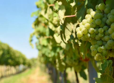 OCM Vino - Ristrutturazione e riconversione vigneti. Campagna 2026/2027