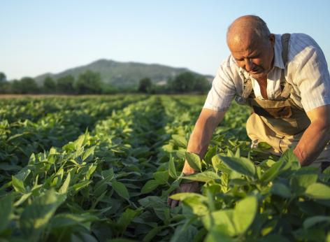 L’intervento SRA15 - ACA15 "Agricoltori custodi dell'agro-biodiversità" del Csr Feasr 2023-2027