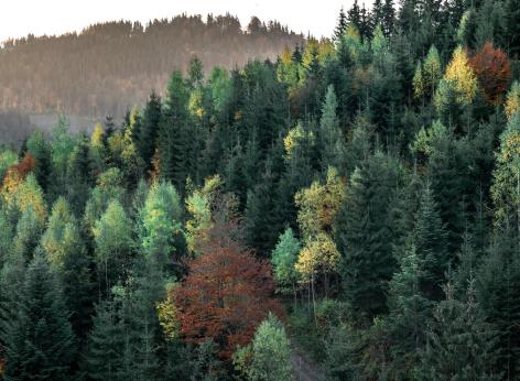 Fondo per le foreste italiane 2023. Finanziamento a fondo perduto in sostegno alla costituzione di forme associative o consortili di gestione sostenibile delle foreste.