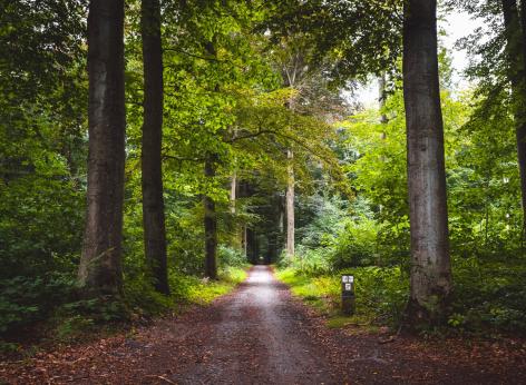 CSR 2023-2027. Intervento SRD05. Azione SRD05.2 Impianto di imboschimento naturaliforme su superfici agricole. Bando 2025