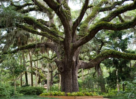 Bando per l’erogazione di contributi relativi alle attività di monitoraggio e cura degli alberi monumentali regionali