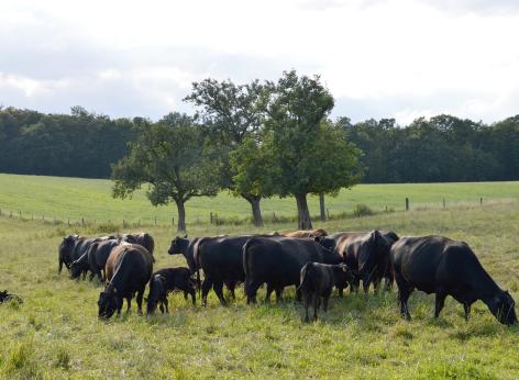 Bando allevatori custodi dell'agrobiodiversità