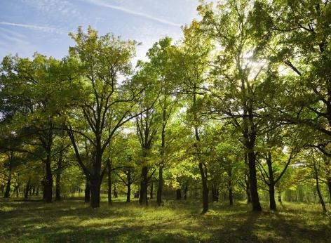 Bando 2024 per la realizzazione di interventi di forestazione in aree di proprietà o disponibilità di enti pubblici di pianura