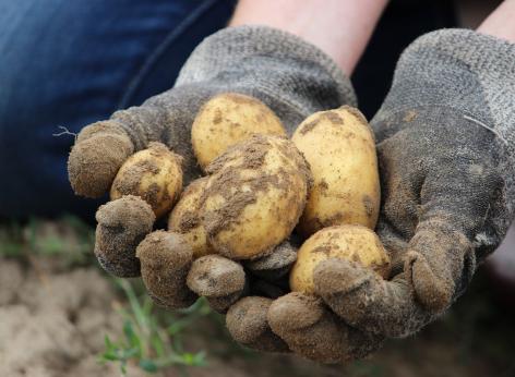 Finanziamento a fondo perduto alle imprese agricole per superfici coltivate a patate