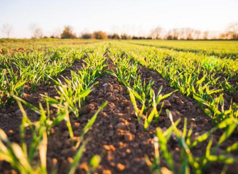 Finanziamento a fondo perduto in sostegno agli imboschimenti di superfici agricole