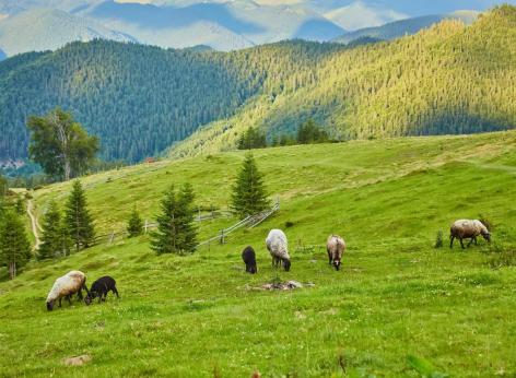 Sostegno zone con svantaggi naturali montagna - bando 2024