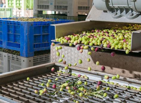 Innovazione e meccanizzazione nel settore agricolo e alimentare - ammodernamento dei frantoi oleari