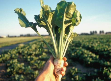 Finanziamento a fondo perduto alle imprese agricole per superfici coltivate a barbabietola da zucchero