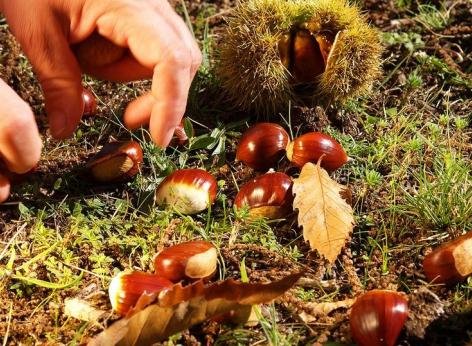 Finanziamento a fondo perduto in sostegno al recupero e al miglioramento dei castagneti da frutto ricadenti nell’area del cratere sisma 2016