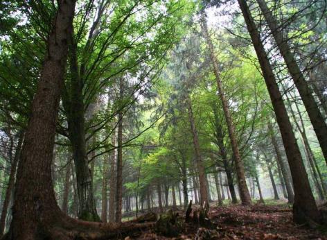 SRA28 - Sostegno per mantenimento della forestazione/imboschimento e sistemi agroforestali