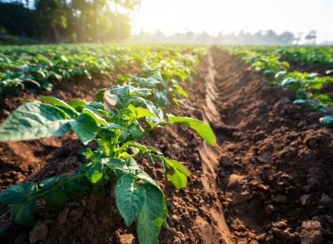 Avviso pubblico intervento SRG09 "Cooperazione per azioni di supporto all'innovazione e servizi rivolti ai settori agricolo, forestale e agroalimentare"