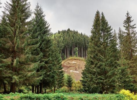 Bando a fondo perduto in sostegno a investimenti per la prevenzione dei danni alle foreste