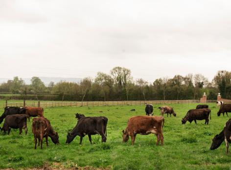 Allevatori custodi dell’ agrobiodiversità