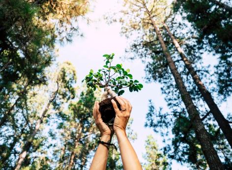 Finanziamento a fondo perduto in sostegno a investimenti per la prevenzione dei danni alle foreste